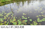 Lake with aquatic plants. Leaves of water lilies cover surface of water. Bolotnotsvetnik shield-leaved. Nymphoides peltata, flowering. Grass reflected on river. Circles on water from insects and fish. Озеро с водными растениями. Листья кувшинок покрывают поверхность воды. Болотноцветник щитолистный. Nymphoides peltata, цветение. Высокая трава и небо отражаются на реке. Круги на воде от насекомых и рыб. Стоковое видео, видеограф Ирина / Фотобанк Лори