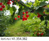 The redcurrant or red currant Ribes rubrum is a member of the genus Ribes in the gooseberry family. Tart flavor. High content of organic acids and mixed polyphenols. Bush with ripe currants close-up. Стоковое фото, фотограф Юлия Петровская / Фотобанк Лори