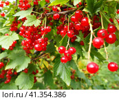 The redcurrant or red currant Ribes rubrum is a member of the genus Ribes in the gooseberry family. Tart flavor. High content of organic acids and mixed polyphenols. Bush with ripe currants close-up. Стоковое фото, фотограф Юлия Петровская / Фотобанк Лори