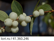 Snowberry, or snow berry or wolfberry (lat. Symphoricarpos.) - genus of deciduous shrubs, honeysuckle family (Caprifoliaceae). Autumn. Стоковое фото, фотограф Андрей Жигальцов / Фотобанк Лори