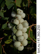 Snowberry, or snow berry or wolfberry (lat. Symphoricarpos.) - genus of deciduous shrubs, honeysuckle family (Caprifoliaceae). Autumn. Стоковое фото, фотограф Андрей Жигальцов / Фотобанк Лори