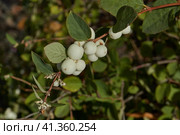 Snowberry, or snow berry or wolfberry (lat. Symphoricarpos.) - genus of deciduous shrubs, honeysuckle family (Caprifoliaceae). Autumn. Стоковое фото, фотограф Андрей Жигальцов / Фотобанк Лори