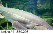 Atlantic sturgeon, underwater video of a large sturgeon. Red book fish.  Атлантический осетр, подводное видео крупного осетра. Рыба, занесенная в Красную книгу. Стоковое видео, видеограф Egor Sarantstv / Фотобанк Лори