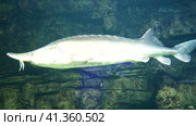 Atlantic sturgeon, underwater video of a large sturgeon. Red book fish.  осетр, подводное видео крупного осетра. Рыба, занесенная в Красную книгу. Стоковое видео, видеограф Egor Sarantstv / Фотобанк Лори