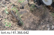 Powerful cultivator, Tiller. Gardening. Spring work on the farm. Land cultivation with a Motor ripper. Man plows the ground. Spring soil preparation for seeding. Husbandman, grower. Moto plow working. Стоковое видео, видеограф Марина Демидюк / Фотобанк Лори