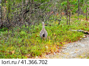 Самка глухаря (лат. Tetrao urogallus) в осеннем лесу. Стоковое фото, фотограф Анна Аникова / Фотобанк Лори
