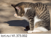 The cat washes. Striped cat licks himself. Стоковое фото, фотограф Александр Кротков / Фотобанк Лори