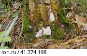 Бабочки непарного шелкопряда (Lymantria dispar) на стволе дерева. Butterflies of a gypsy moth (Lymantria dispar) on a tree trunk. Стоковое видео, видеограф Евгений Романов / Фотобанк Лори