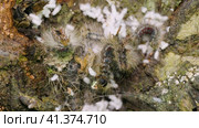 Гнездо гусениц непарного шелкопряда (Lymantria dispar) на стволе дерева. Сaterpillar nest of a gypsy moth (Lymantria dispar) on a tree trunk. Стоковое видео, видеограф Евгений Романов / Фотобанк Лори
