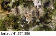 Гнездо гусениц непарного шелкопряда (Lymantria dispar) на стволе дерева. Сaterpillar nest of a gypsy moth (Lymantria dispar) on a tree trunk. Стоковое видео, видеограф Евгений Романов / Фотобанк Лори