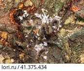 Гнездо гусениц непарного шелкопряда (Lymantria dispar) на стволе дерева. Сaterpillar nest of a gypsy moth (Lymantria dispar) on a tree trunk. Стоковое фото, фотограф Евгений Романов / Фотобанк Лори