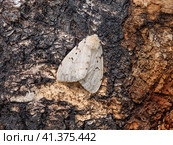 Бабочки непарного шелкопряда (Lymantria dispar) на стволе дерева. Butterflies of a gypsy moth (Lymantria dispar) on a tree trunk. Стоковое фото, фотограф Евгений Романов / Фотобанк Лори