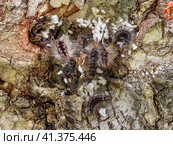 Гнездо гусениц непарного шелкопряда (Lymantria dispar) на стволе дерева. Сaterpillar nest of a gypsy moth (Lymantria dispar) on a tree trunk. Стоковое фото, фотограф Евгений Романов / Фотобанк Лори