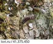 Гнездо гусениц непарного шелкопряда (Lymantria dispar) на стволе дерева. Сaterpillar nest of a gypsy moth (Lymantria dispar) on a tree trunk. Стоковое фото, фотограф Евгений Романов / Фотобанк Лори