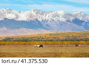 Rural autumn landscape with yellowed meadows and grazing horses against backdrop of snow-capped Eastern Sayan Mountains on sunny October day. Buryatia, Baikal region, Tunka foothil valley, Arshan. Стоковое фото, фотограф Виктория Катьянова / Фотобанк Лори