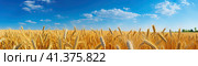 Yellow wheat field on the background of clouds and blue sky. Generated by AI. Стоковое AI-изображение, AI-художник Ярославский Максим / Фотобанк Лори