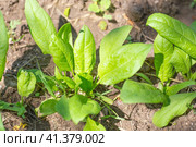 The young green leaves of the garden spinach plant grow in the beds in the ground. Useful vitamin vegetable greens. Стоковое фото, фотограф Коханова Наталья / Фотобанк Лори