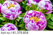 Beautiful lilac pink peony flowers close up. Peony is a genus of herbaceous perennials and deciduous shrubs, tree-like peonies. Peony family Paeoniaceae. Generated by AI. Charming bouquet. Стоковое AI-изображение, AI-художник Юлия Петровская / Фотобанк Лори