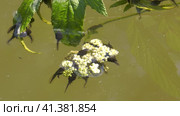 Южный Урал, лето. Головастики в горном пруду. Southern Urals, summer. Tadpoles in a mountain pond. Стоковое видео, видеограф Евгений Романов / Фотобанк Лори
