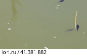 Южный Урал, лето. Головастики в горном пруду. Southern Urals, summer. Tadpoles in a mountain pond. Стоковое видео, видеограф Евгений Романов / Фотобанк Лори