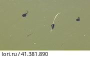Южный Урал, лето. Головастики в горном пруду. Southern Urals, summer. Tadpoles in a mountain pond. Стоковое видео, видеограф Евгений Романов / Фотобанк Лори