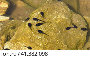 Южный Урал, лето. Головастики в горном пруду. Southern Urals, summer. Tadpoles in a mountain pond. Стоковое фото, фотограф Евгений Романов / Фотобанк Лори