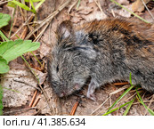 Мёртвый грызун: красно-серая полёвка (Myodes rufocanus). A dead rodent: grey red-backed vole (Myodes rufocanus). Стоковое фото, фотограф Евгений Романов / Фотобанк Лори