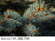 Blue spruce on a sunny day. Стоковое фото, фотограф Алексей Герман / Фотобанк Лори
