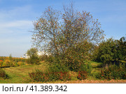 Bright golden autumn. Mitino Nature-Landscape Park landscape. Moscow, Russia (2023 год). Стоковое фото, фотограф Валерия Попова / Фотобанк Лори