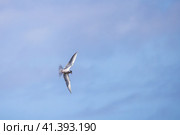 Common tern bird flies under blue sky on a sunny day. Стоковое фото, фотограф EugeneSergeev / Фотобанк Лори