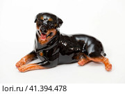 Black rottweiler. Стоковое фото, фотограф Андрей Аркуша / Фотобанк Лори
