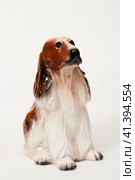 Cocker Spaniel. Стоковое фото, фотограф Андрей Аркуша / Фотобанк Лори