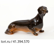 Black smooth-haired dachshund. Стоковое фото, фотограф Андрей Аркуша / Фотобанк Лори