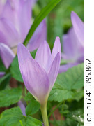 Cute pink colchicum flowers close up. Стоковое фото, фотограф Александр Курлович / Фотобанк Лори
