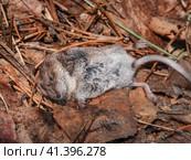 Мертвая землеройка обыкновенная (Sorex araneus) на земле. Dead common shrew (Sorex araneus) on the ground. Стоковое фото, фотограф Евгений Романов / Фотобанк Лори
