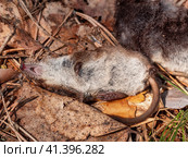 Мертвая землеройка обыкновенная (Sorex araneus) на земле. Dead common shrew (Sorex araneus) on the ground. Стоковое фото, фотограф Евгений Романов / Фотобанк Лори