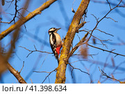 Great Spotted Woodpecker. Great Woodpecker. Dendrocopos major. Стоковое фото, фотограф Владимир Глинский / Фотобанк Лори