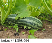 Zucchini, courgette or baby marrow, Cucurbita pepo is a summer squash, a vining herbaceous plant whose fruit are harvested when immature seeds and epicarp rind are still soft and edible. Greenhouse. Стоковое фото, фотограф Юлия Петровская / Фотобанк Лори