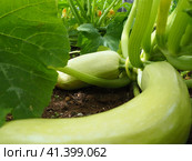 Zucchini, courgette or baby marrow, Cucurbita pepo is a summer squash, a vining herbaceous plant whose fruit are harvested when immature seeds and epicarp rind are still soft and edible. Greenhouse. Стоковое фото, фотограф Юлия Петровская / Фотобанк Лори