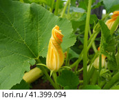 Zucchini, courgette or baby marrow, Cucurbita pepo is a summer squash, herbaceous plant whose fruit are harvested when immature seeds and epicarp rind are soft and edible. Greenhouse. Zucchini flower. Стоковое фото, фотограф Юлия Петровская / Фотобанк Лори