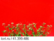 Flowers of shepherds purse on a red background. Copy space for text. Card for the holiday. Red backdrop. White shepherds purse Capsella bursa-pastoris, plant of the mustard family Brassicaceae. Стоковое фото, фотограф Юлия Петровская / Фотобанк Лори