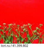 Flowers of shepherds purse on a red background. Copy space for text. Card for the holiday. Red backdrop. White shepherds purse Capsella bursa-pastoris, plant of the mustard family Brassicaceae. Стоковое фото, фотограф Юлия Петровская / Фотобанк Лори