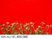 Flowers of shepherds purse on a red background. Copy space for text. Card for the holiday. Red backdrop. White shepherds purse Capsella bursa-pastoris, plant of the mustard family Brassicaceae. Стоковое фото, фотограф Юлия Петровская / Фотобанк Лори