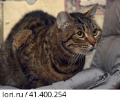 Brown tabby shorthair cat. Стоковое фото, фотограф Анна Кривицкая / Фотобанк Лори