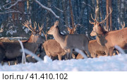 Deer in the winter forest at sunset. Close-up. (2023 год). Редакционное видео, видеограф Светлана Семёновская / Фотобанк Лори