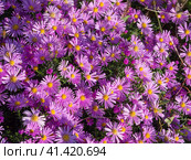 Pink-lilac flowers of Symphyotrichum novi-belgii or New York Easter or Christmas daisies, a beautiful autumn floral background. A beautiful carpet of aster flowers as a postcard or background. Стоковое фото, фотограф Александр Кротков / Фотобанк Лори