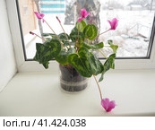 Цикламен персидский мини лиловый (Альпийская фиалка / Дряква (лат. Cyclamen persicum) в горшке на окне. Стоковое фото, фотограф Анастасия Вейс / Фотобанк Лори