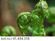 Young green shoots of ferns (Polypodiophyta). Forest glade. Plants in nature. Стоковое фото, фотограф Анна Кривицкая / Фотобанк Лори