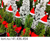 Natural pattern from Christmas trees for sale. Стоковое фото, фотограф Галина Царькова / Фотобанк Лори
