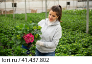 Young female gardener working with plant of felicia amelloides. Стоковое фото, фотограф Яков Филимонов / Фотобанк Лори
